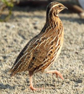 Quail Farming in Kenya