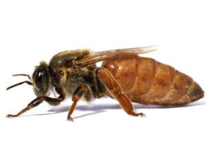 Identifying Queen Bee