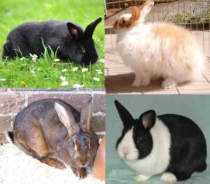 Rabbit Breeds: Best 17 For Highest Profits