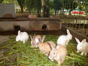 Best Rabbit Feed For Good Growth & High Profits