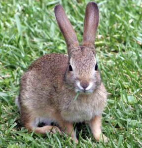 Rabbit Farming in India: Business Plan For Beginners