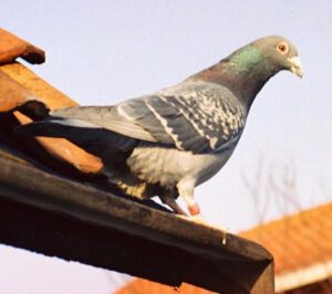 Racing Homer Pigeon – Characteristics, Origin, Uses, Price