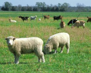 Raising Goats And Sheep Together