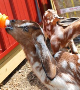 Raising Orphan Goats