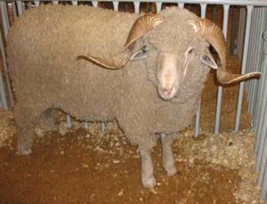 Rambouillet Sheep: Characteristics, Origin, Uses