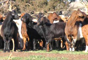 Rangeland Goat: Origin, Characteristics, Uses