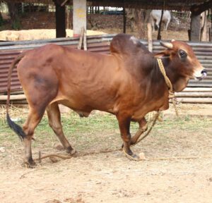 Red Kandhari Cattle