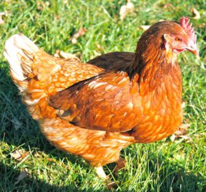 Red Shaver Chicken Farming: Start Profitable Business
