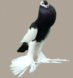 Reversewing Pouter Pigeon Characteristics & Uses