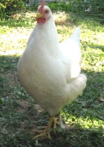 Rhode Island White Chicken Farming