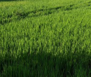 rice, rice farming