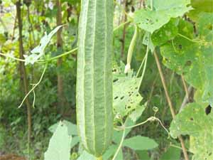 ridge gourd, ridge gourd farming, ridge gourd production, ridge gourd cultivation, ridge gourd farming business, commercial ridge gourd farming