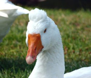 Roman Goose: Origin, Characteristics, Uses