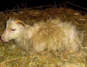 Roslag Sheep Characteristics, Origin & Uses Info