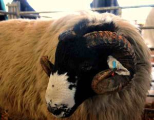 Rough Fell Sheep: Characteristics, Uses, Photo
