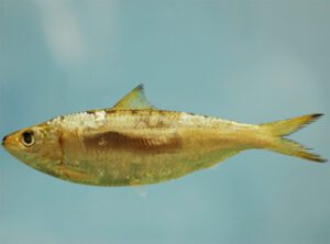Round Sardinella Fish Characteristics, Diet, Breeding
