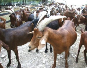 Rove Goat: Origin, Characteristics, Uses, Photo