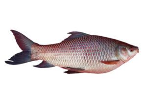 Fish Farming: Business Plan And Guide For Beginners