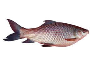 Rohu Fish – Characteristics, Nutrition, Benefits, Price