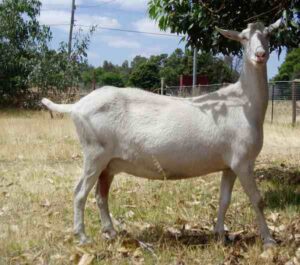 Best Guide For Keeping Goats As Pets For Beginners