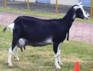 Sable Goat: Characteristics, Uses & Best 23 Facts