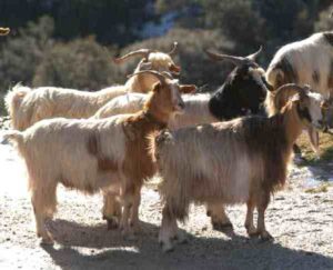 Sarda Goat Characteristics, Uses & Origin Info