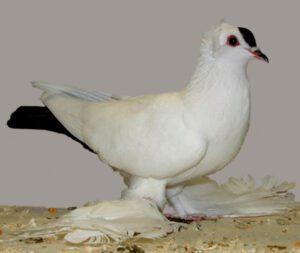 Saxon Spot Pigeon Characteristics, Uses & Origin