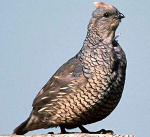 Scaled Quail: Characteristics, Diet, Uses, Photo