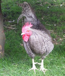 Scots Grey Chicken: Origin, Characteristics, Uses, Photo