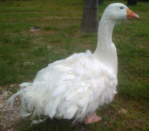 Sebastopol Goose