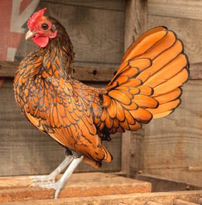 Sebright Chicken: Characteristics & Best 23 Facts