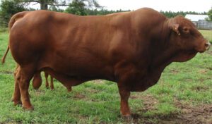 Senepol Cattle Characteristics, Origin & Uses Info