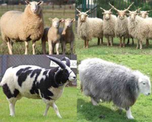 sheep breeds, different sheep breeds