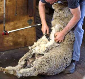 Sheep Shearing: Best Guide for Beginners