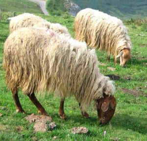 Start Sheep Farming in India For Easy Money