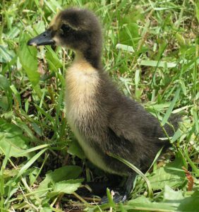 Shetland Duck: Origin, Characteristics, Uses