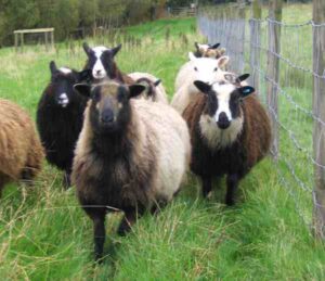 Shetland Sheep Characteristics, Origin & Uses