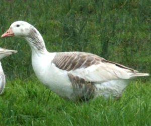 Shetland Goose Characteristics, Origin & Uses