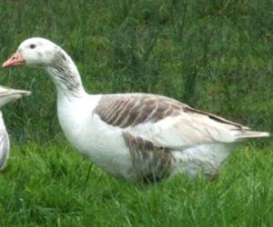 Shetland Goose: Origin, Characteristics, Uses