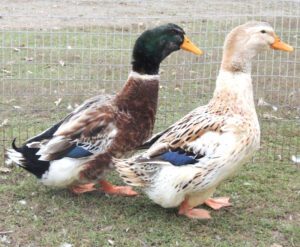 Silver Appleyard Duck Farming Business Plan