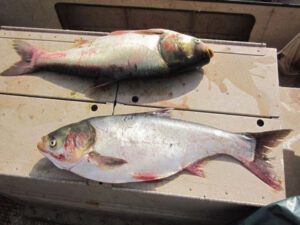 Silver Carp Fish