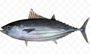 Skipjack Tuna Fish Characteristics, Feeding, Uses