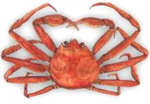 Snow Crab Characteristics, Diet, Breeding & Uses