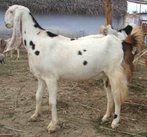 Sojat Goat Farming