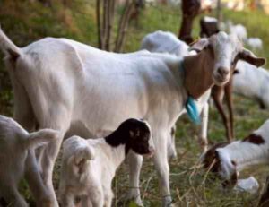 Somali Goat Farming