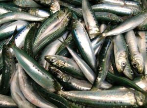 South American Pilchard Fish Characteristics, Diet