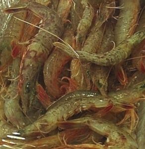 Southern Rough Shrimp Characteristics, Breeding