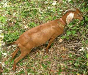 Spanish Goat Characteristics, Uses & Origin Info