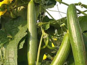 bottle gourd, bottle gourd farming, bottle gourd production, bottle gourd cultivation, how to grow bottle gourd, how to start bottle gourd farming business, commercial bottle gourd farming, bottle gourd farming business