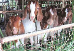 Goat Farming in Bangladesh